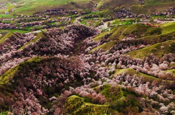 Цветение Долины Абрикосов в провинции Синьцзян