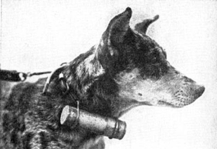 Джульбарс, Хатико и другие самые известные собаки в истории
