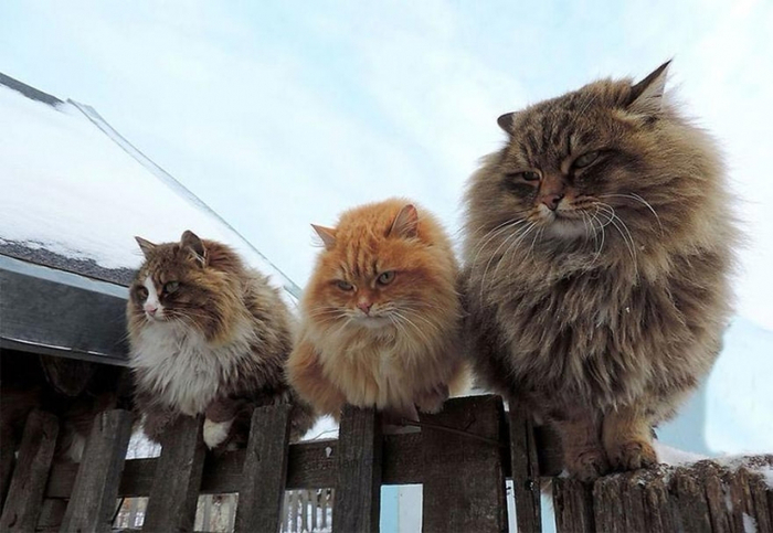 Кошландия, огромне сибирские коты15 (700x483, 289Kb)