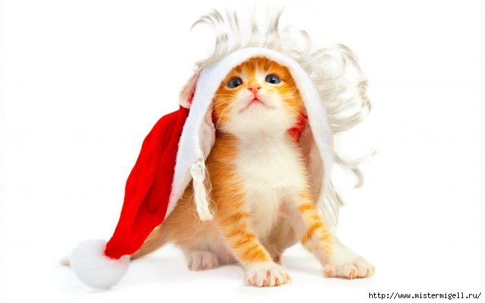 3085196_1514275021_short_new_year_cats (700x437, 75Kb)