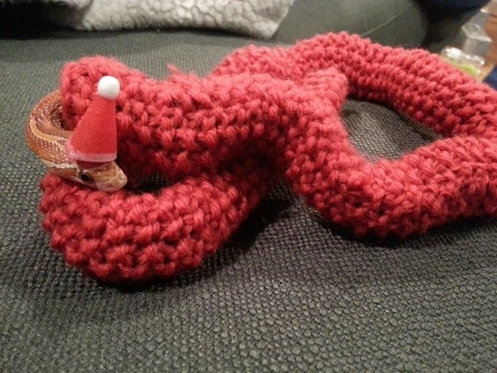 Необычный подарок — рождественский свитер для змеи