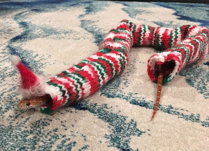 Необычный подарок — рождественский свитер для змеи