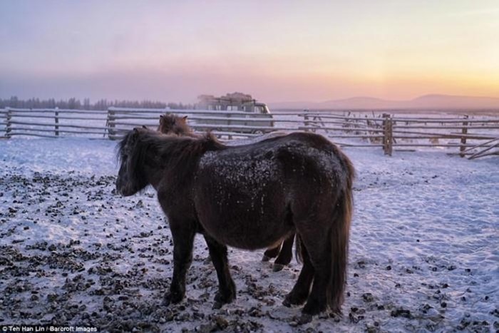 Уникальные якутские лошади могут выживать при экстремально низких температурах