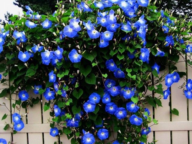 4593156_Ipomoea640x480 (640x480, 93Kb)