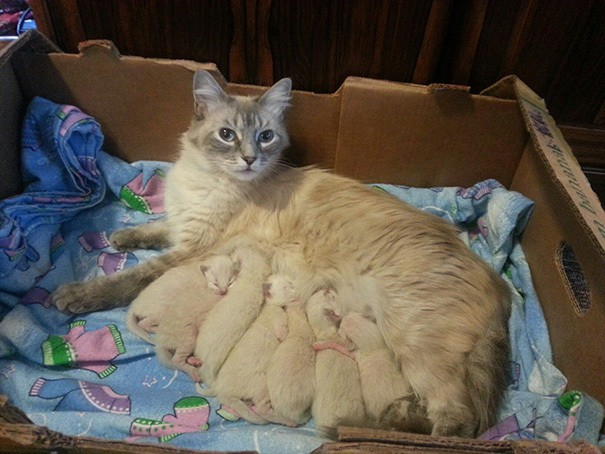 proud-cat-mommies-41__605 (605x454, 234Kb)