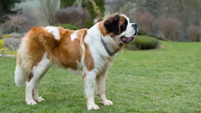 Самые большие собаки — 10 крупных пород