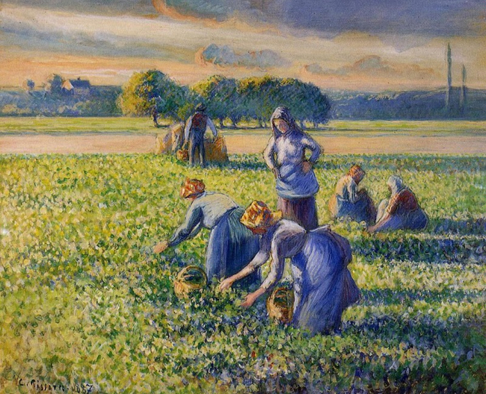 3 Сбор гороха. Камиль Писсарро. 1887год (700x567, 548Kb)