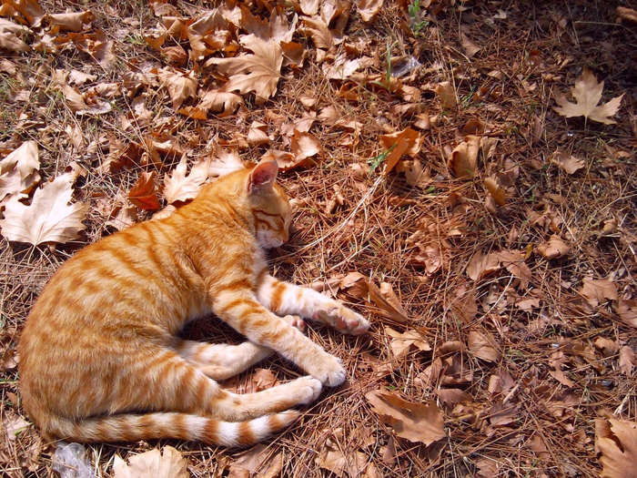 autumn_yellow_cat_sleeping_more_like_many-pPhK (700x525, 603Kb)