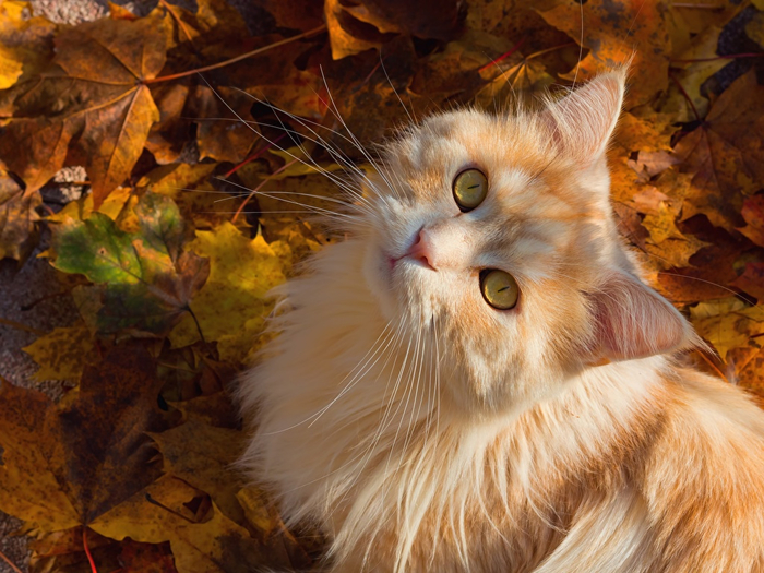 Cats_Autumn_Ginger_color_504192_1024x768 (700x525, 443Kb)