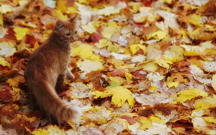 Autumn_Cats_Foliage_435407_1920x1200 (700x437, 473Kb)