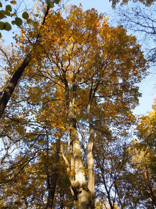 DSCN1507 (525x700, 275Kb)