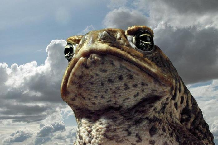 3085196_1a02e_toad (700x466, 44Kb)