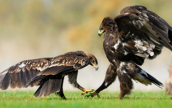 great-spotted-eagles_1 (700x441, 354Kb)