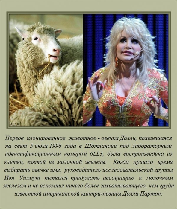 1405712348_www.radionetplus.ru-2 (591x700, 389Kb)