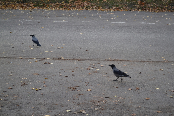 DSC_2950 (700x466, 277Kb)