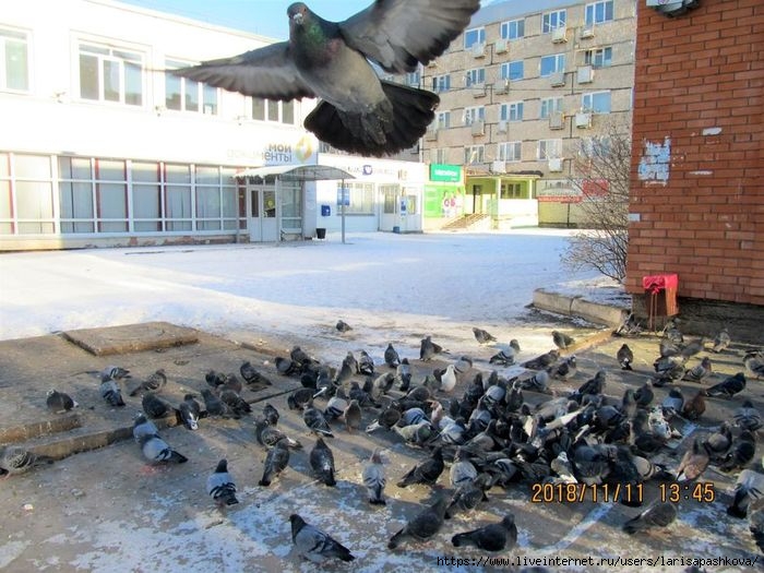 sharypovo_moroz 11.11.2018_7 (700x525, 237Kb)