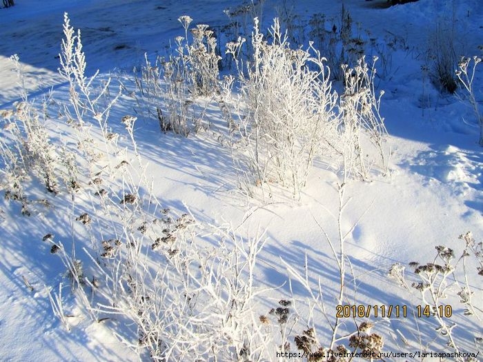 sharypovo_moroz 11.11.2018_14 (700x525, 297Kb)