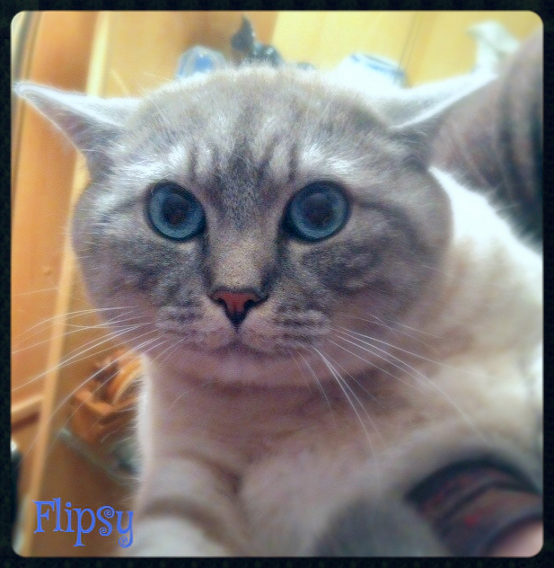 Flipsy photo (617x632, 438Kb)