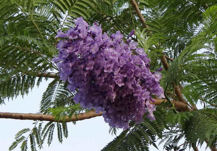 ZHakaranda-mimozolistnaya-Jacaranda-mimosifolia-ili-zhakaranda-ovalnolistnaya-Jacaranda-ovalifolia-foto (700x488, 71Kb)