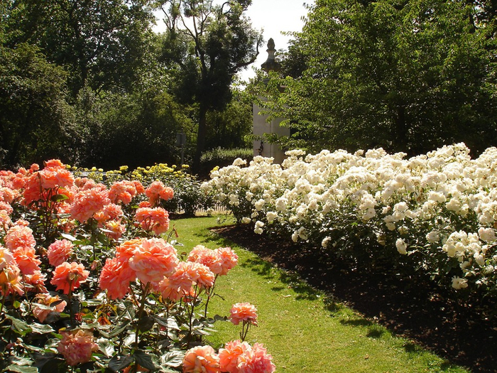 Сад «Rose garden queen Mary London»1 (700x525, 597Kb)