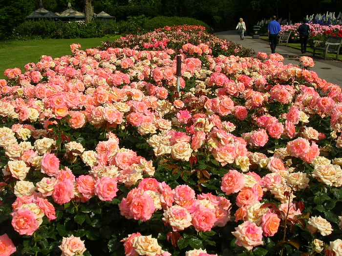 Сад «Rose garden queen Mary London»3 (700x525, 696Kb)