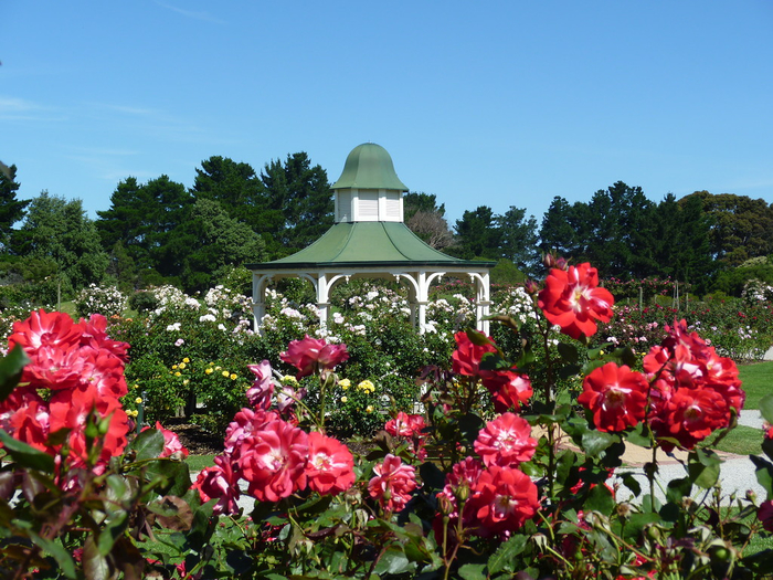 Сад роз в Мельбурне - Victoria State Rose Garden!! (700x525, 507Kb)