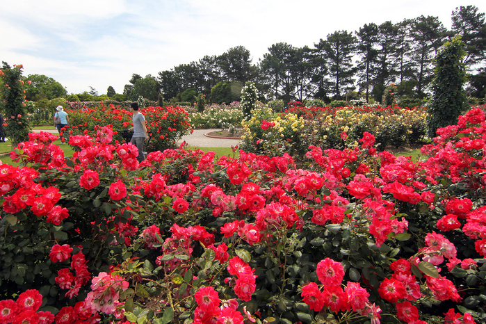 Сад роз в Мельбурне - Victoria State Rose Garden! (700x466, 616Kb)