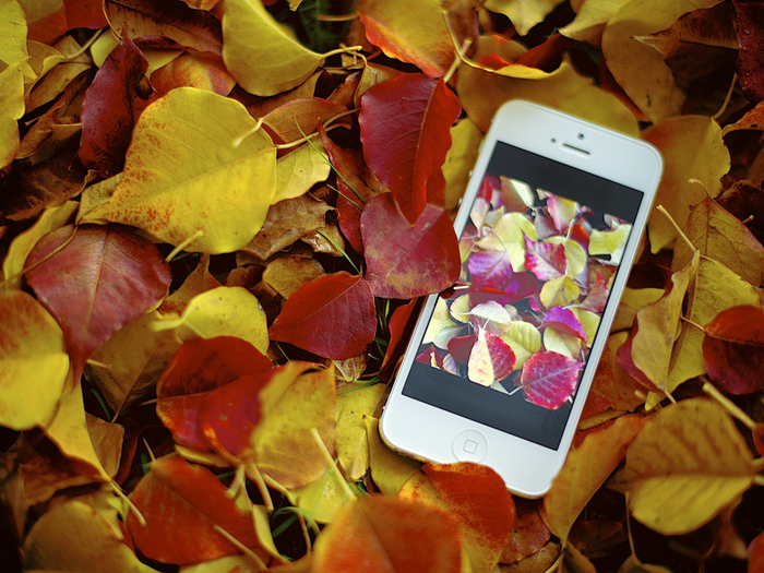 Red-yellow-leaves-autumn-iPhone_1920x1440 (700x525, 519Kb)