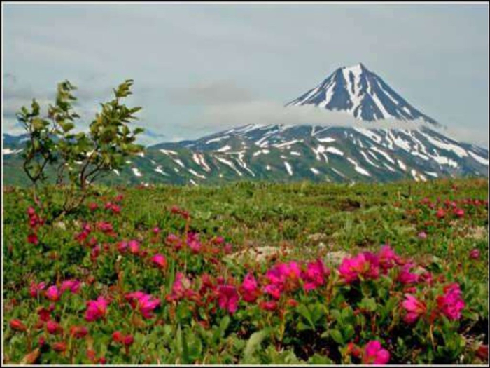 Долина роз в Болгарии7 (700x525, 349Kb)