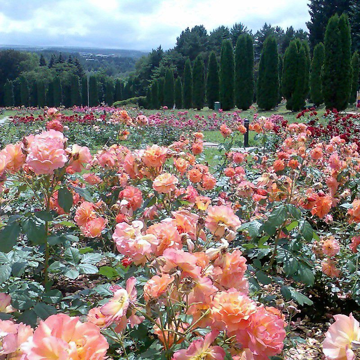 Долина роз в Болгарии13 (700x700, 771Kb)