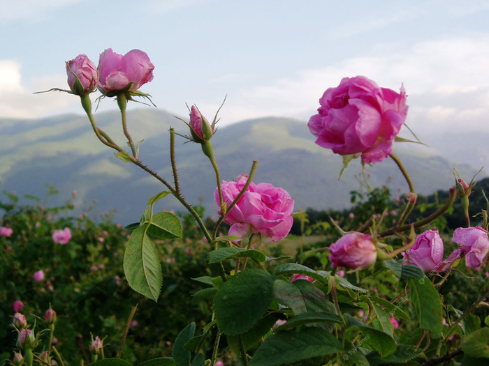 Долина роз в Болгарии25 (700x525, 380Kb)