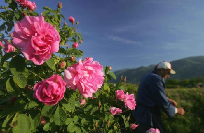 Долина роз в Болгарии27 (700x456, 273Kb)