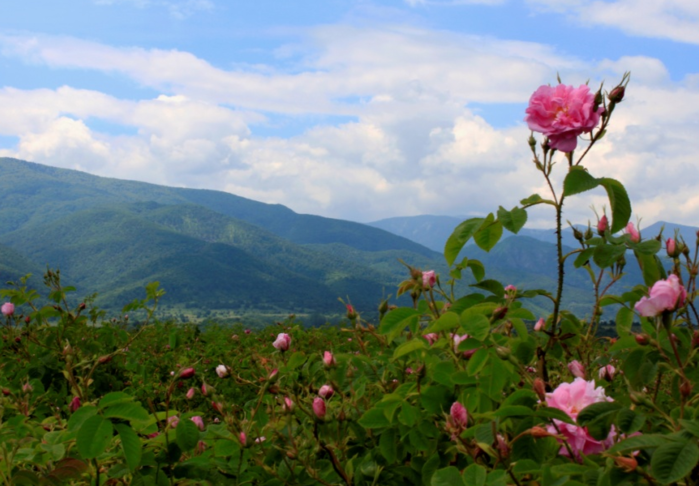 Долина роз в Болгарии38 (700x486, 514Kb)