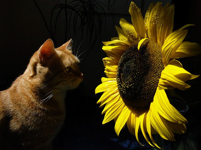 Cats_Sniffing_Flowers_21 (700x525, 364Kb)