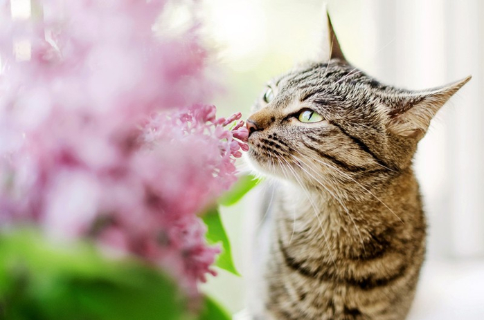 Cats_Sniffing_Flowers_02 (700x463, 260Kb)