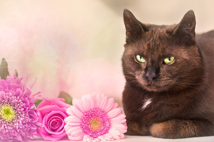 Cats_Sniffing_Flowers_09 (700x467, 288Kb)