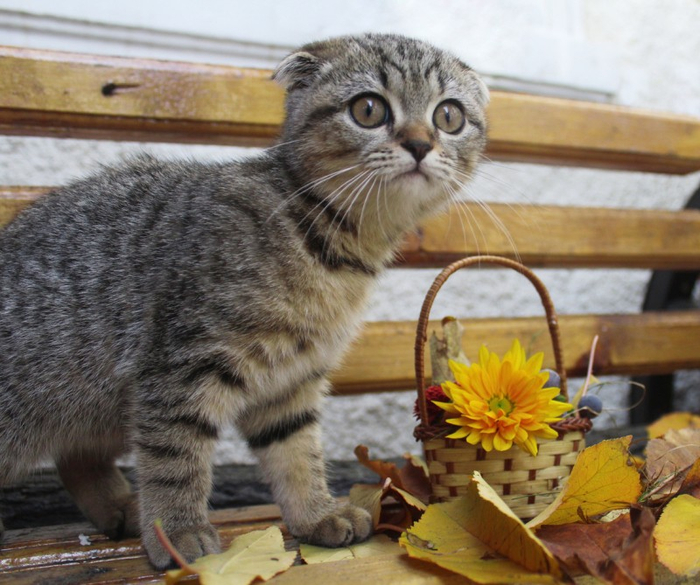 Cats_Sniffing_Flowers_08 (700x585, 408Kb)