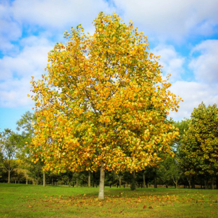 1 Tulip Poplar 1 (700x700, 653Kb)
