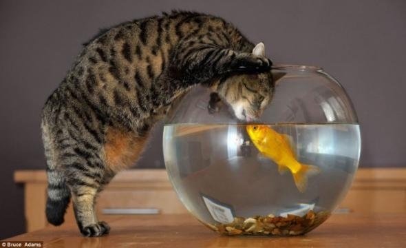 5402287_4603006_ac34a0127bb026168f0f50366f4_prev (590x360, 66Kb)