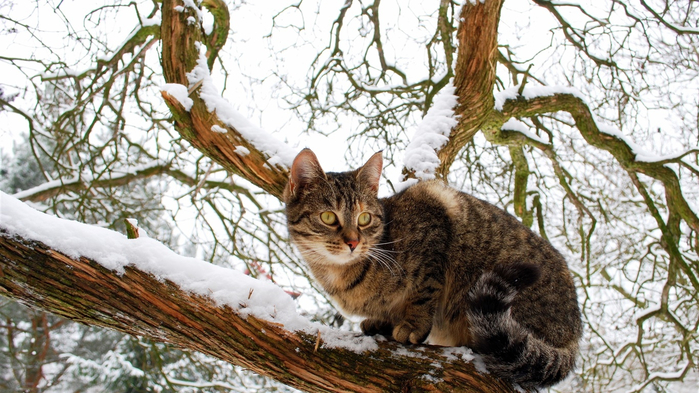 Domestic-cat-tree-snow-winter_1366x768_wallpaper (700x393, 410Kb)