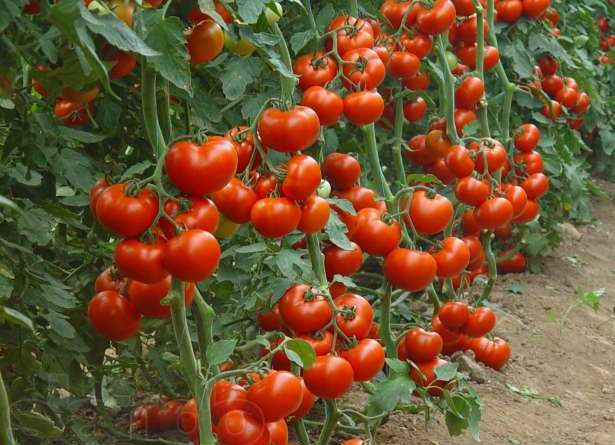 nizkoroslye_pomidory_luchshie_sorta_dlya_otkrytogo_grunta.jpg.crop_display (615x445, 233Kb)