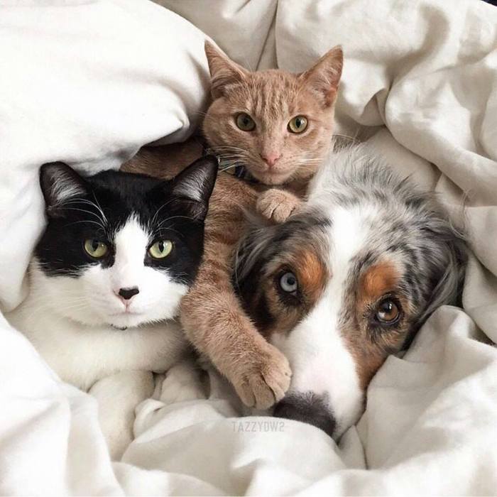 14Как кошка с собакой...)) (700x700, 56Kb)