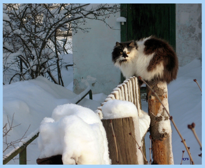 09_snow_cats (700x574, 407Kb)