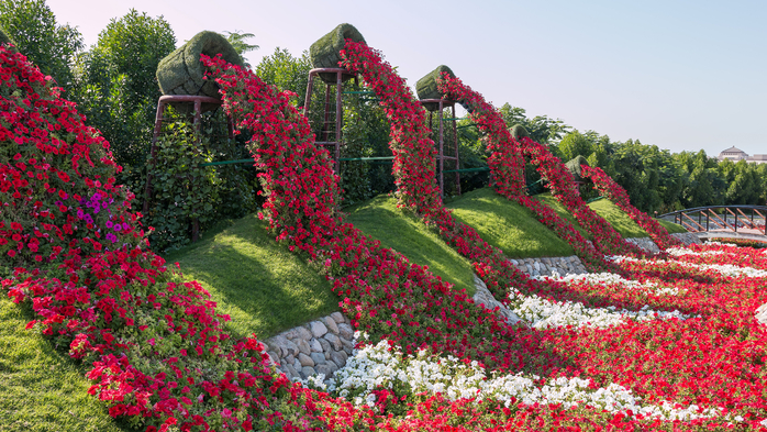 Dubai_Emirates_UAE_Gardens_Petunia_Miracle_Garden_531314_3840x2160 (700x393, 517Kb)