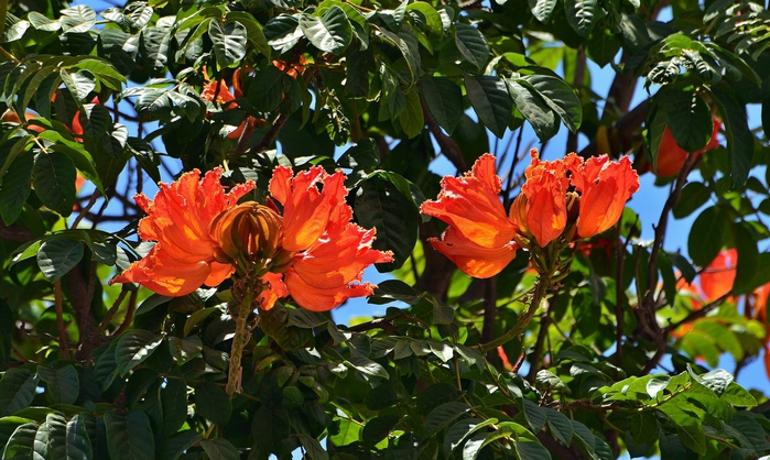 тюльпановое дерево 15 (700x418, 433Kb)