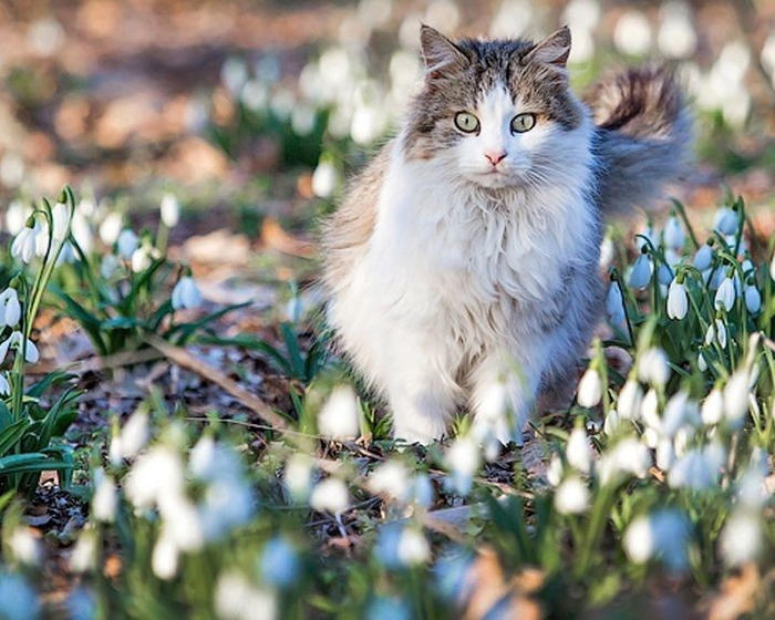 Весна картинки с котами