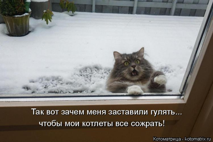 kotomatritsa_C8 (700x466, 223Kb)
