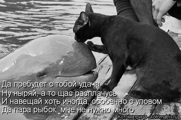 kotomatritsa_Ef (604x403, 134Kb)