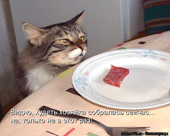 kotomatritsa_M (700x560, 333Kb)