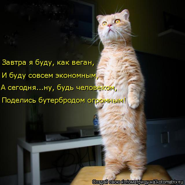 kotomatritsa_o (640x640, 222Kb)